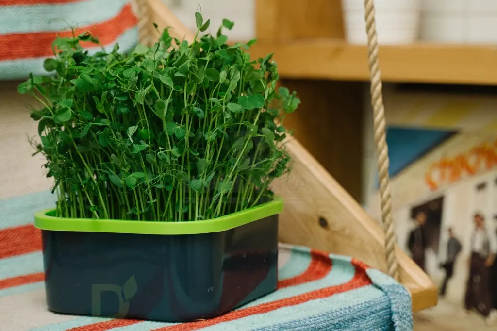 Проращиватель Здоровья клад универсальный крафт